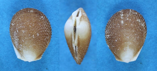 Ctenoides scaber (Born, 1778) Panor137