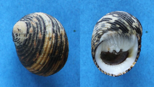 Nerita scabricosta - Lamarck, 1822 Panor177