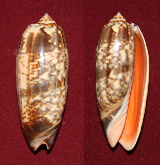 Miniaceoliva miniacea miniacea (Röding, 1798) Panora10