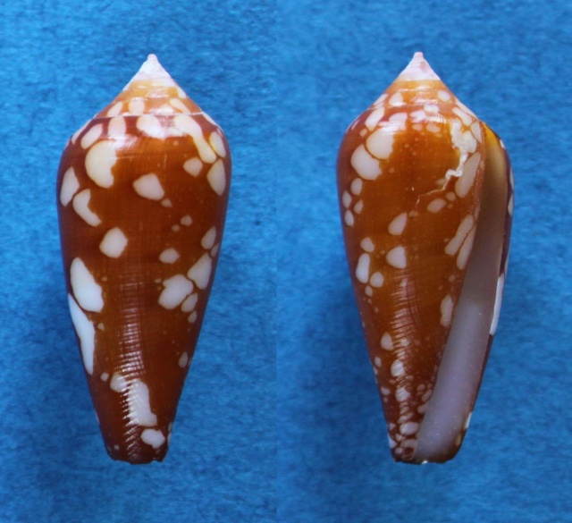 Conus (Darioconus) crocatus Lamarck, 1810 - Page 3 Panora19