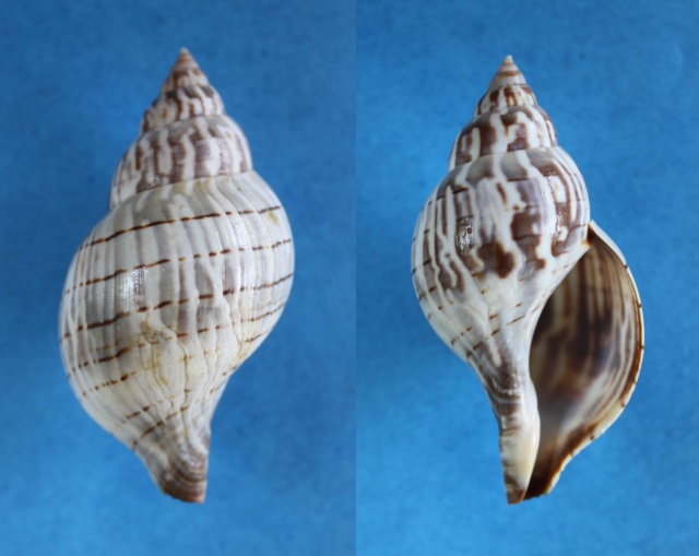 Cinctura hunteria (Perry, 1811) Panora36