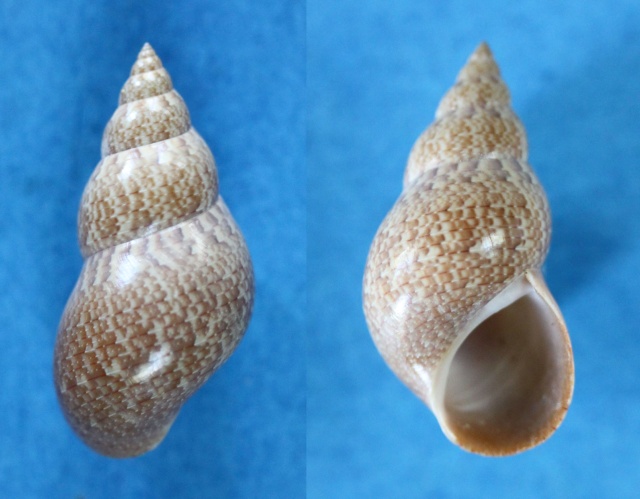 Phasianella solida (Born, 1778) Panora83