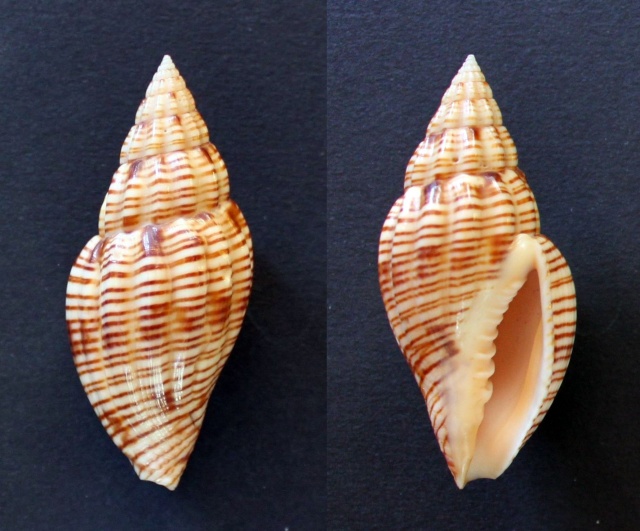 Lyria planicostata (G. B. Sowerby III, 1903) Panora97