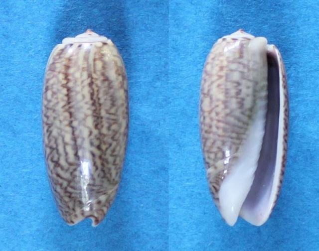 Musteloliva mustelina mustelina (Lamarck, 1811) - Worms = Oliva mustelina mustelina Lamarck, 1811 Panora98