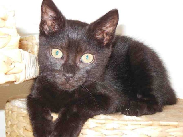 Cosmo, chaton noir, né début avril 2013 Cosmo12