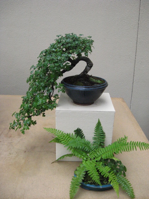 featured artist at Weyerhauser Bonsai display Img_3020