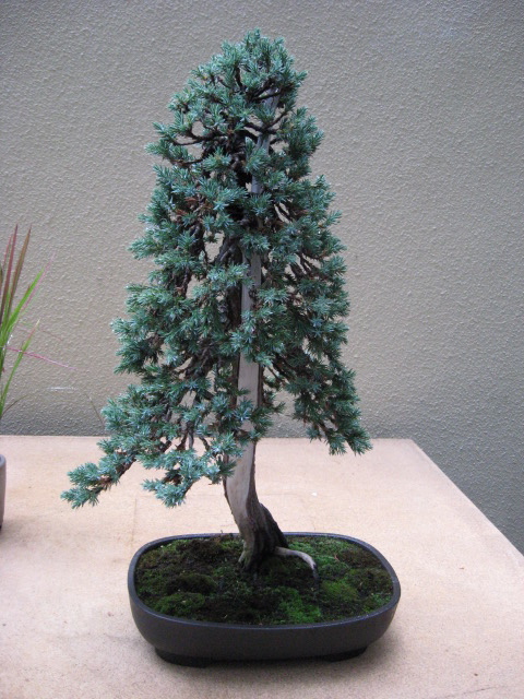 featured artist at Weyerhauser Bonsai display Img_3021