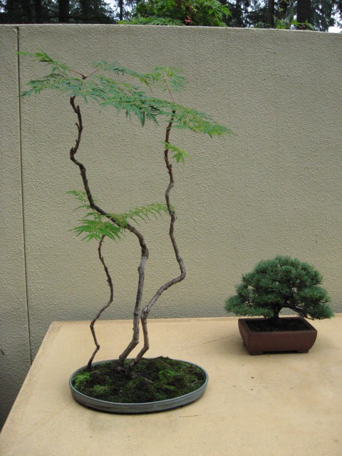 featured artist at Weyerhauser Bonsai display Img_3022