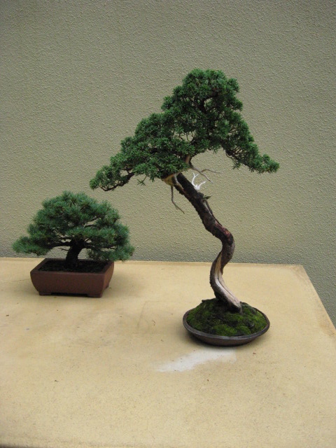 featured artist at Weyerhauser Bonsai display Img_3023