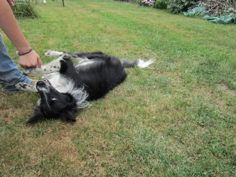 Hänsel, Border Collie dit Hans <3 - Page 9 Img_0518