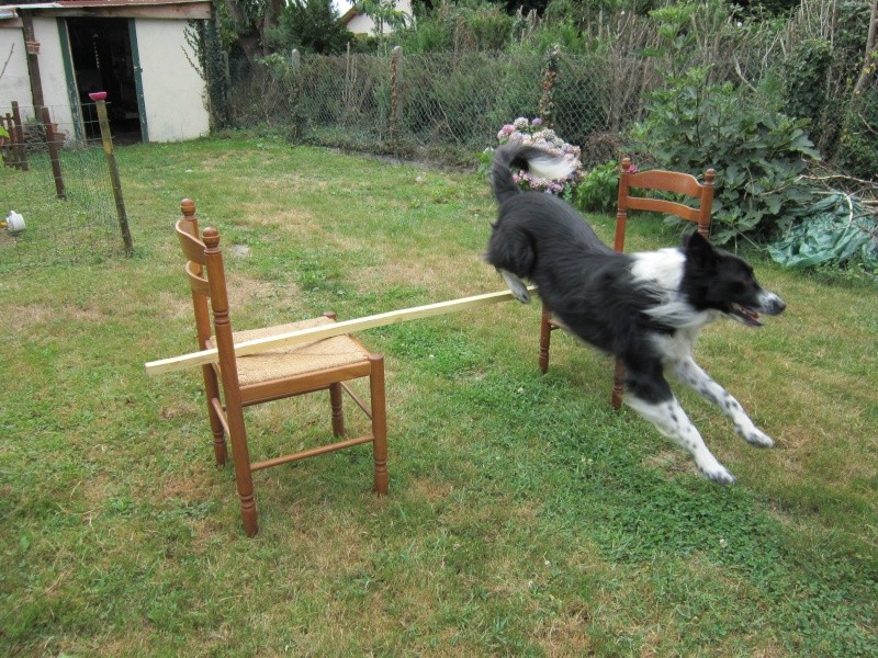 Hänsel, Border Collie dit Hans <3 - Page 9 Img_0520