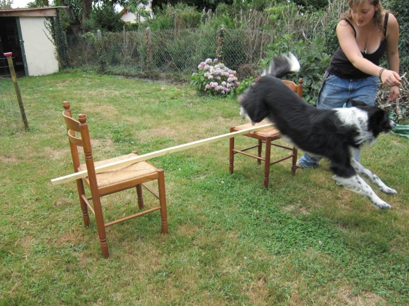 Hänsel, Border Collie dit Hans <3 - Page 9 Img_0521