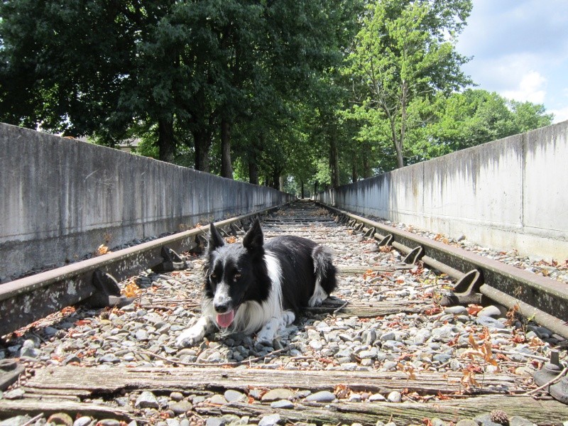 Hänsel, Border Collie dit Hans <3 - Page 9 Img_0523