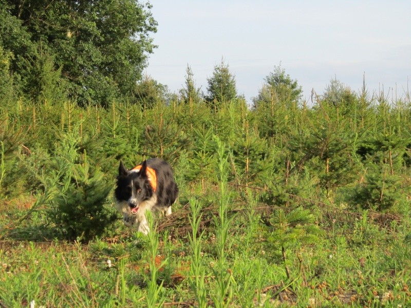 Hänsel, Border Collie dit Hans <3 - Page 9 Img_0611