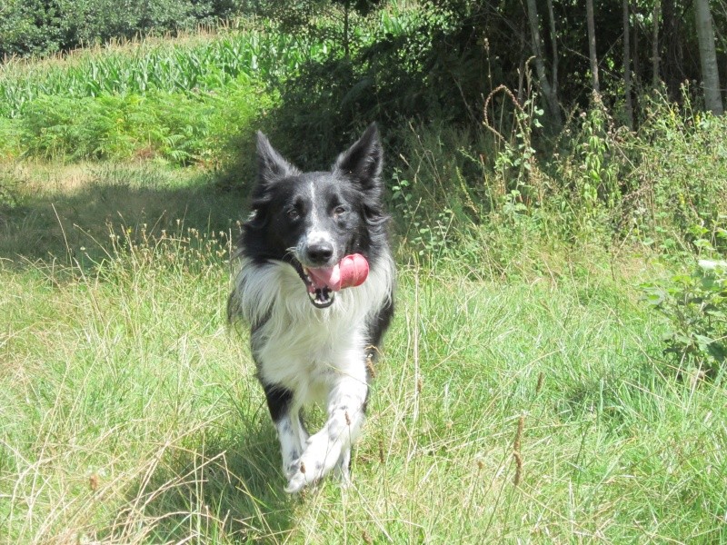 Hänsel, Border Collie dit Hans <3 - Page 10 Img_0621