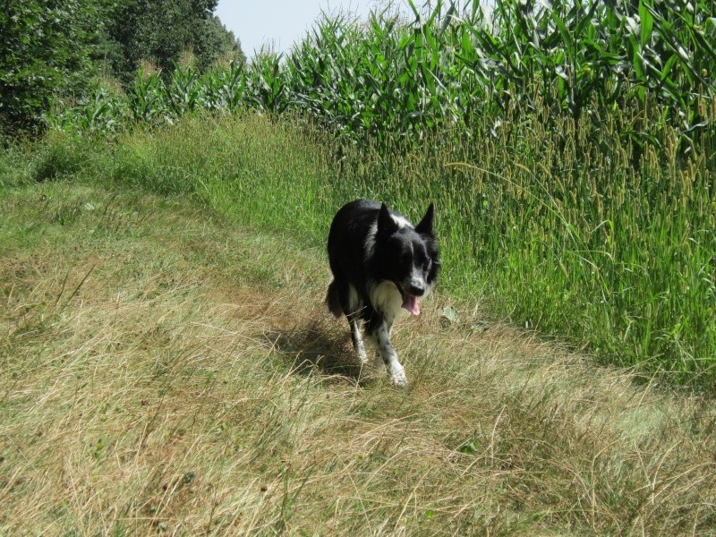 Hänsel, Border Collie dit Hans <3 - Page 10 Img_0623