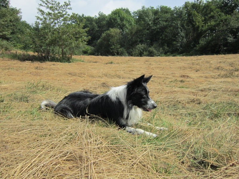 Hänsel, Border Collie dit Hans <3 - Page 11 Img_0718