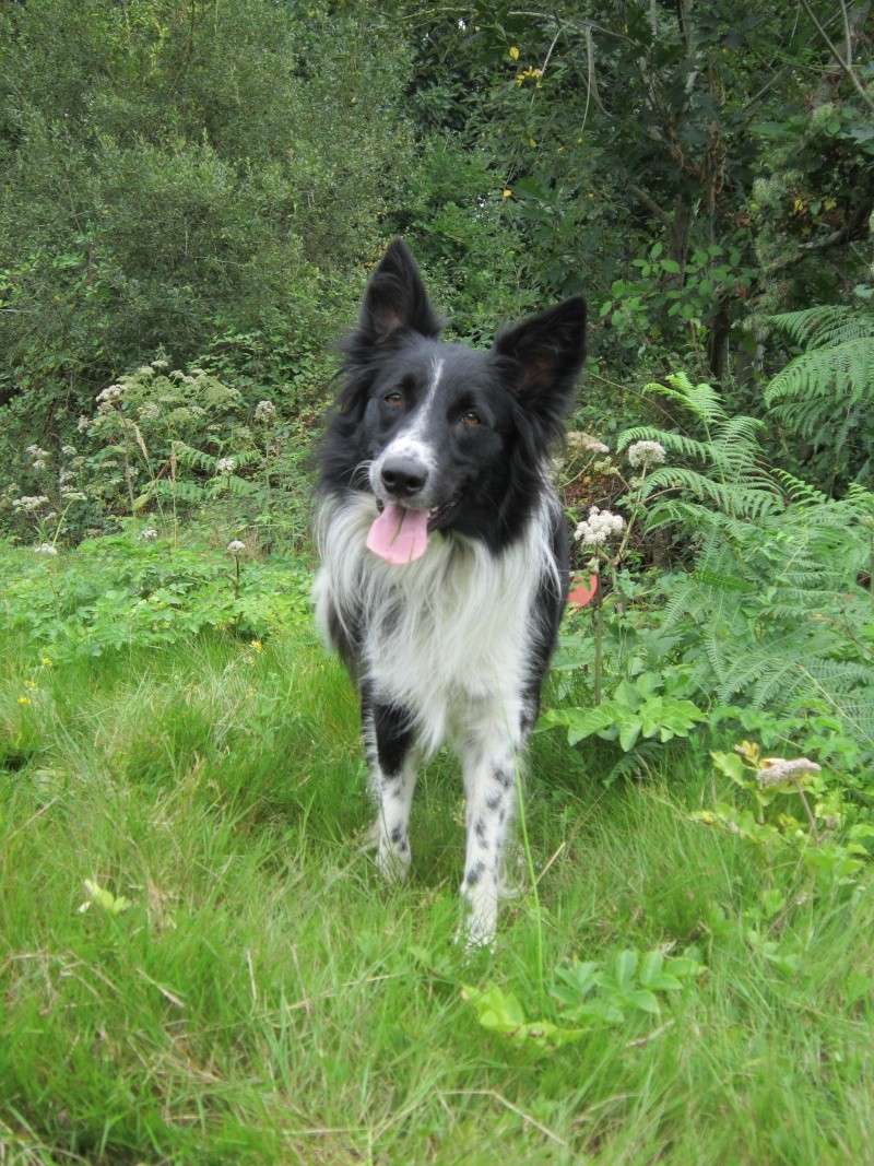 Hänsel, Border Collie dit Hans <3 - Page 12 Img_0724