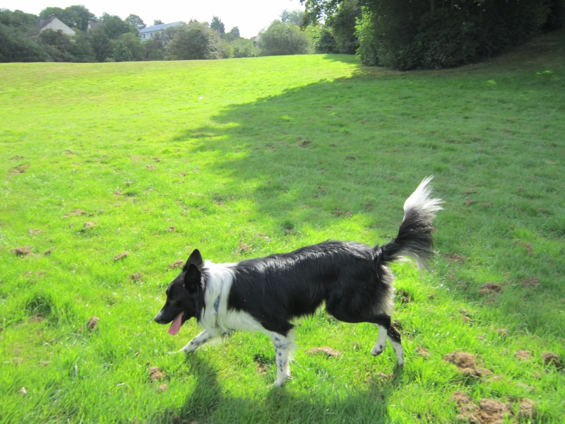 Hänsel, Border Collie dit Hans <3 - Page 13 Img_0735