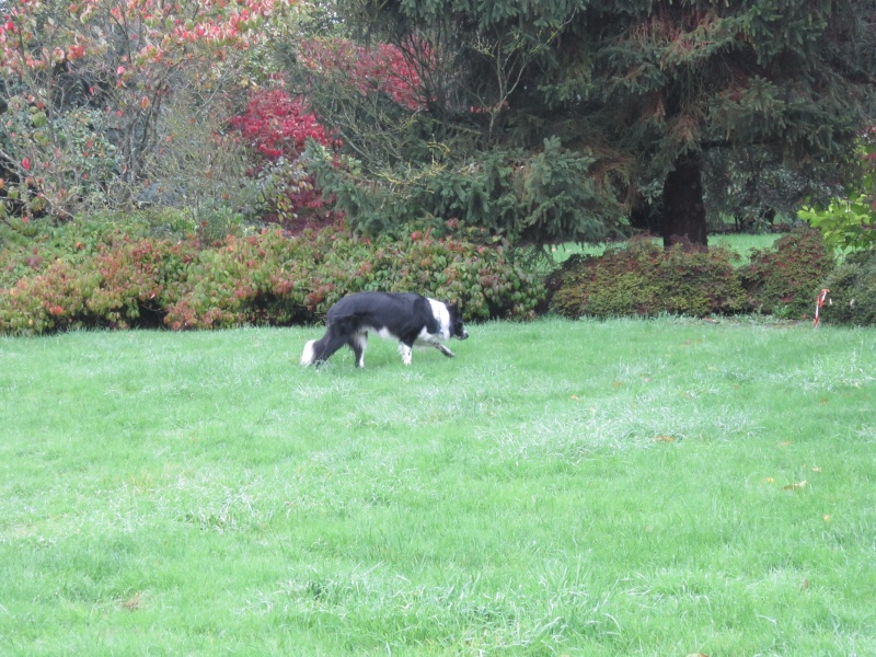 Hänsel, Border Collie dit Hans <3 - Page 18 Img_1121