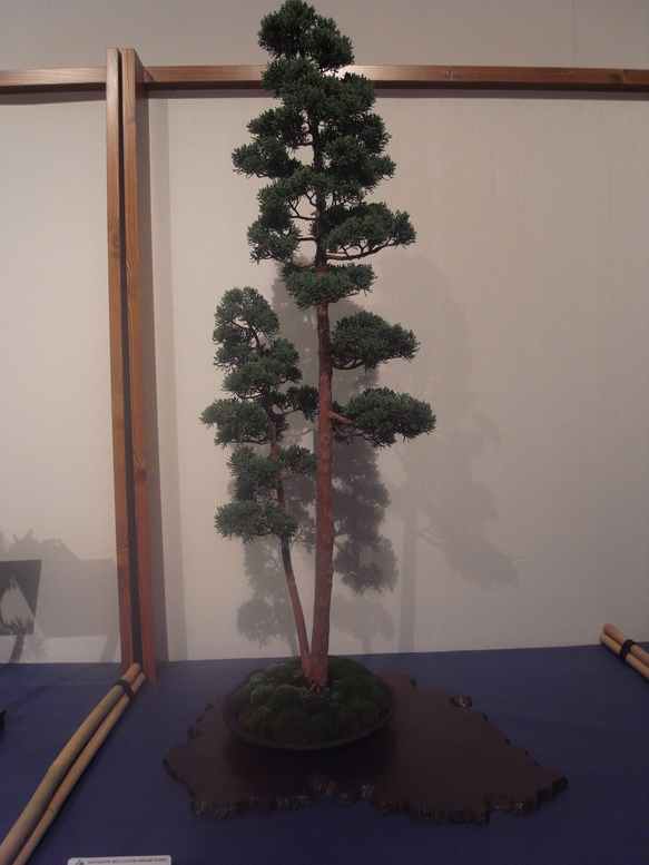 mostra bonsai a bergamo A101010