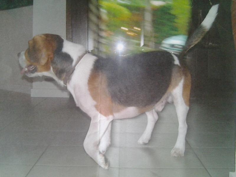 Beagle mâle deux ans LOF bien éduqué à adopter (69) 20121013