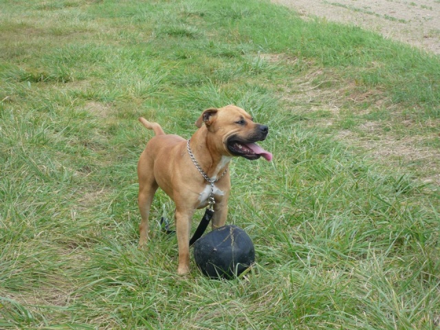 FALCO, mle Amstaff LOF de 2 ans - Amstaff Rescue - Falco210