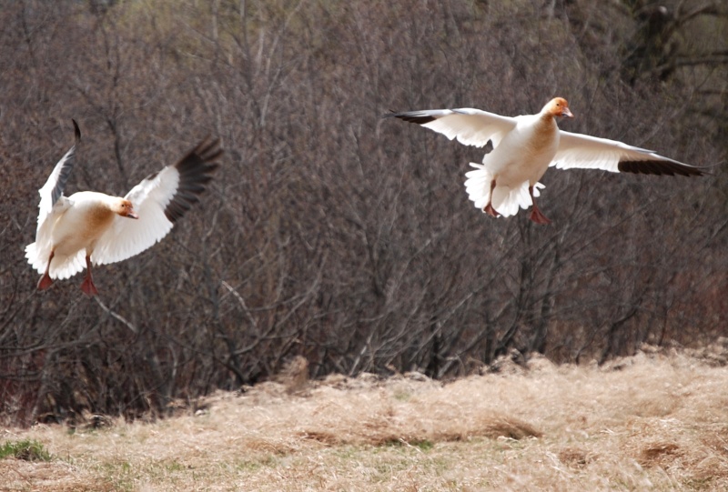 concours photo"oies en couple" espèce chassable Canada10