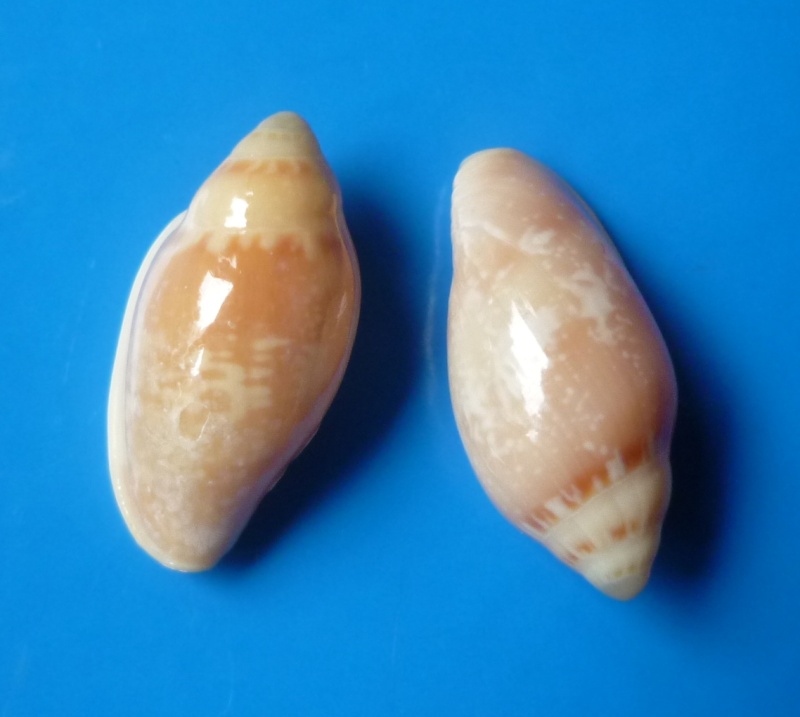 Marginella lamarcki Boyer, 2004 Lamarc10