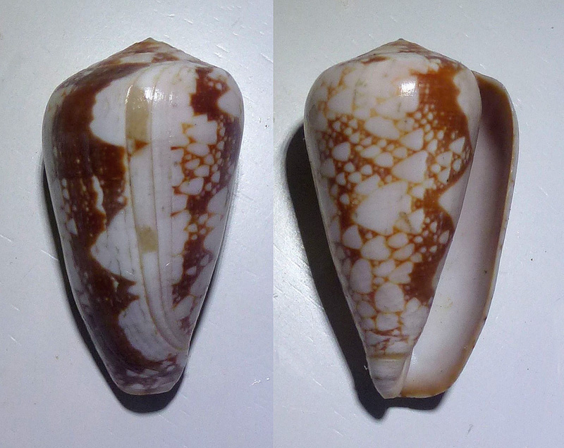 Conus (Darioconus) pennaceus bazarutensis Fernandes & Monteiro, 1988 1171_p10