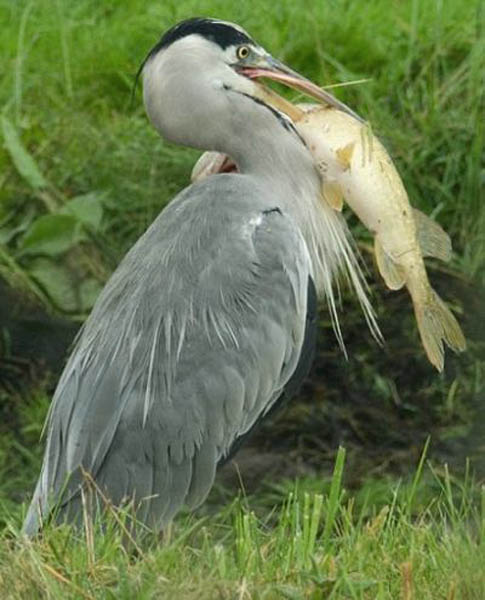 Le repas de Maitre Esox... Cormor10