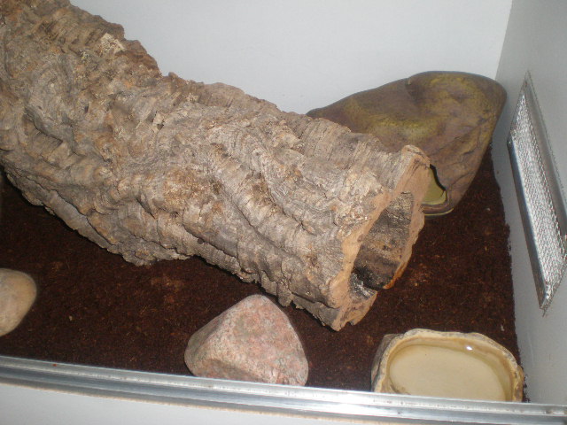 gecko a queu grasse et gecko léopard Pa210028