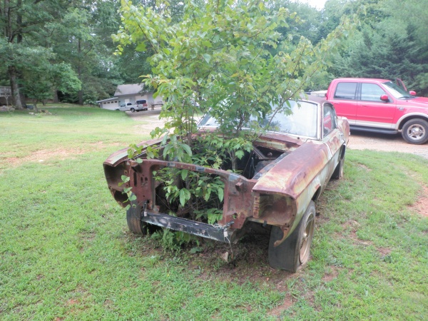 Une Shelby comme décoration de terrain 1967-s10