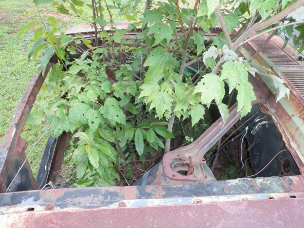 Une Shelby comme décoration de terrain 1967-s12