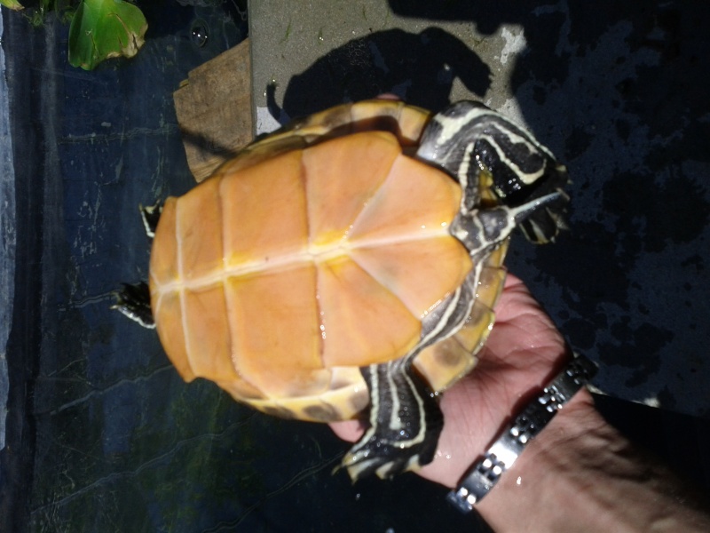 Identification d'une tortue aquatique  Img_2013