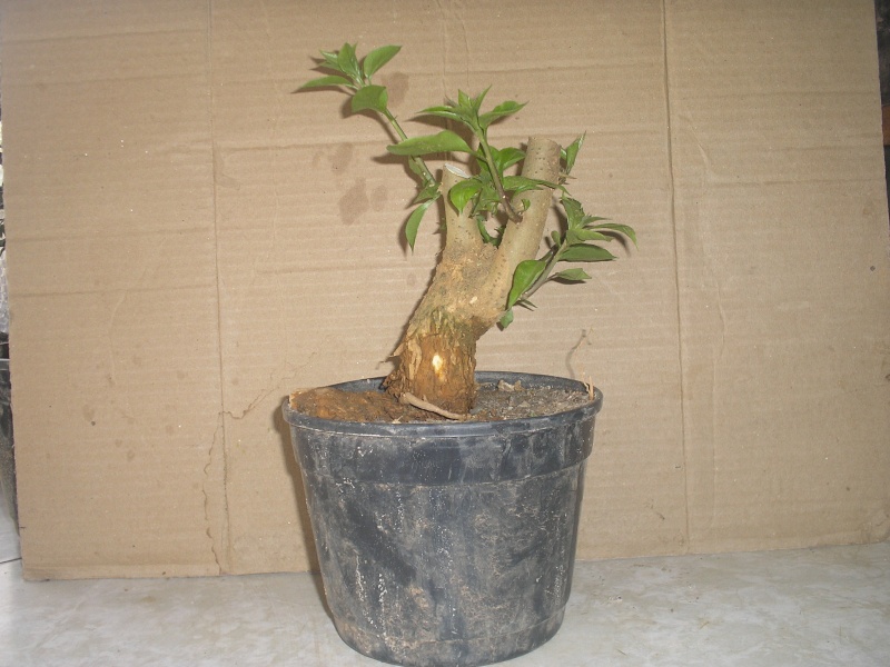 First pot for a shohin bouganvilea Bonsai10