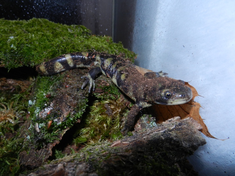 Métamorphose Ambystoma Tigrinum Jour après Jour Luna_410