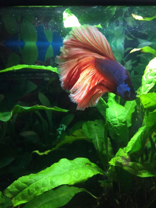 Raspoutine le Betta splendens 2112