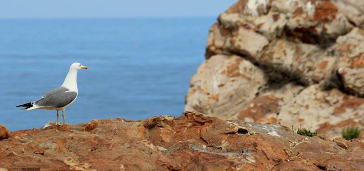 جيجل "تصوير" Jijel "PHOTOGRAPHIE" 1210