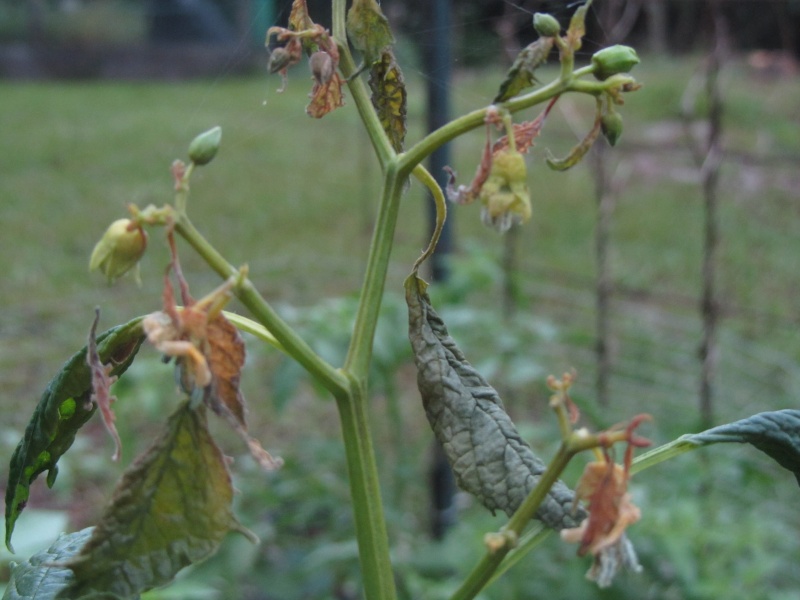 What's up with my tomatillo? 7-31-118