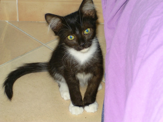  Adopté -Haslan, adorable chaton, 2mois 1/2 ( dep13) Bild1514