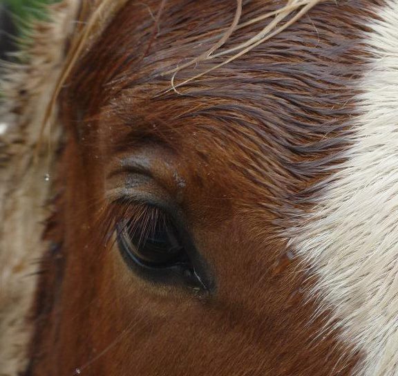 Analyse de la tête d'un cheval - Page 3 57647010