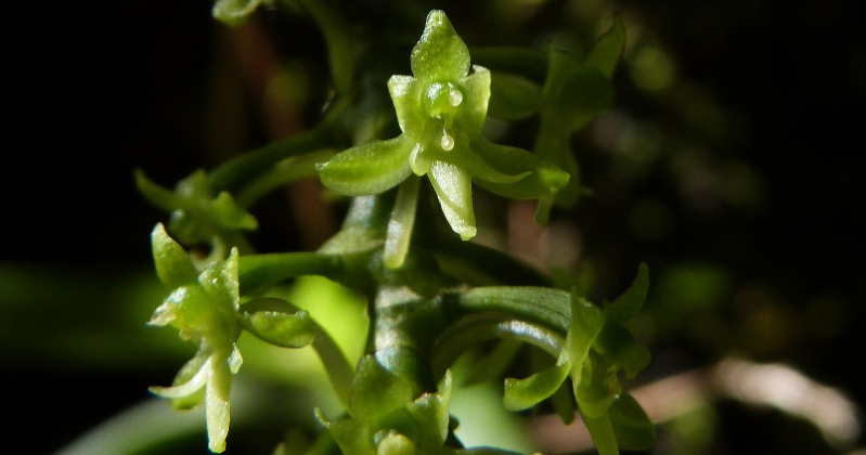 angraecopsis parviflora 029110