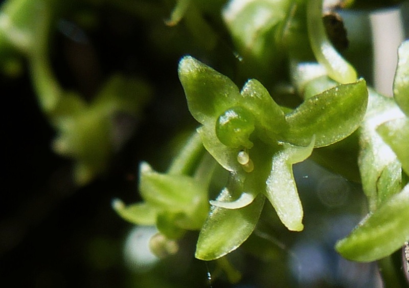 angraecopsis parviflora 041110