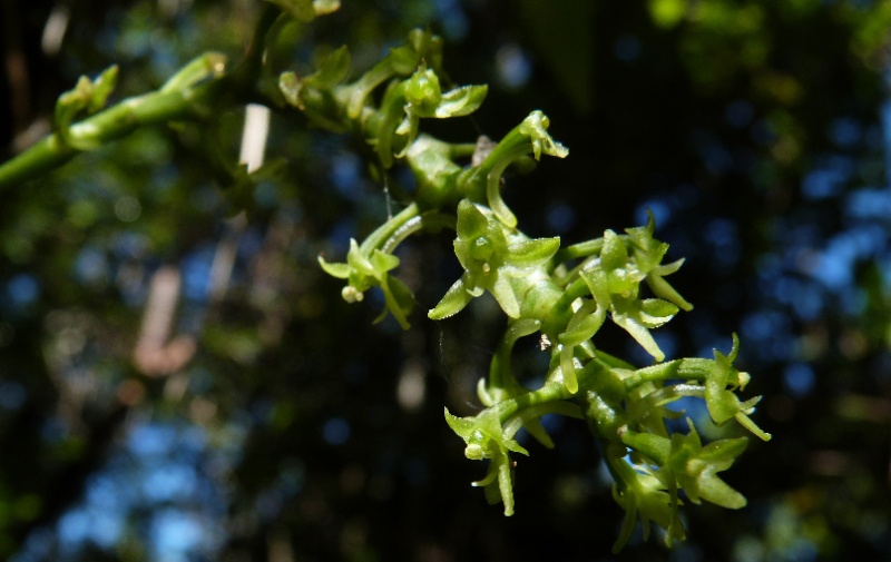 angraecopsis parviflora 046110