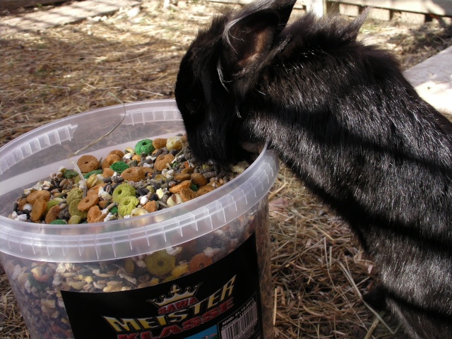 Nos lapins en train de manger... Sany0211