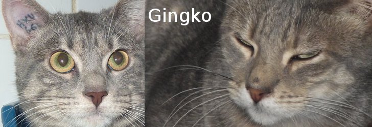 GINGKO (tabby bleu) Gingko10