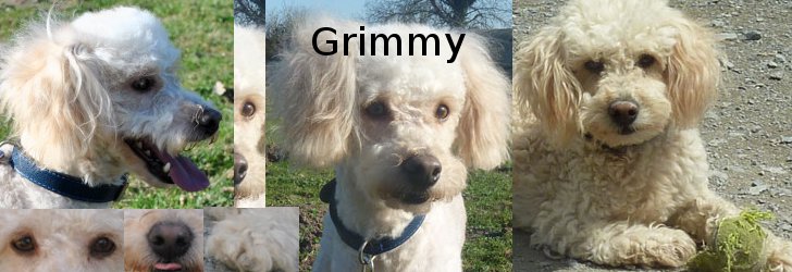 GRIMMY (caniche abricot) - Page 3 Grimmy11