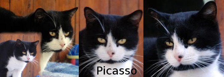 PICASSO (noir et blanc) - FIV+ - Page 5 Picass10
