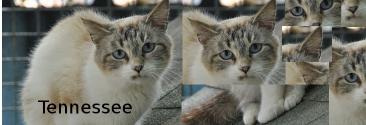 TENNESSEE (type siamois) -- FIV + Tennes10